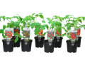 Tomatplanta Mix Ø11 cm